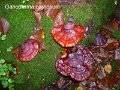 Ganoderma carnosum-amf816